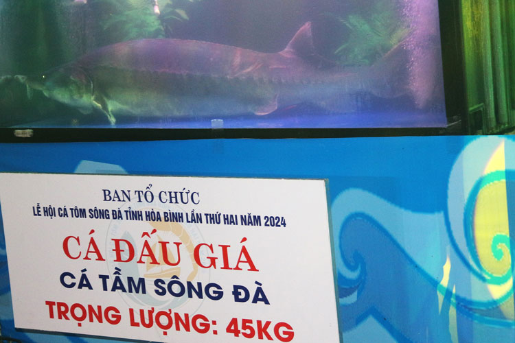 Chu-ca-tam-voi-trong-luong-len-den-45kg Chu-ca-tam-voi-trong-luong-dac-biet