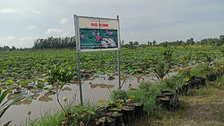 Mo-hinh-trong-sen-nuoi-ca-ket-hop Doi-đoi-nho-mo-hinh-ket-hop-trong-sen-nuoi-ca
