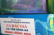 Bất ngờ với trọng lượng chú cá tầm được nuôi tại lòng hồ Hòa Bình
