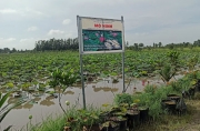 Kết hợp trồng sen, nuôi cá: mô hình khiến nhiều nông dân làm giàu