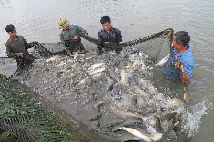 Phong-chong-dich-benh-cho-thuy-san