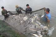 Tăng cường phòng, chống dịch bệnh thủy sản trong mùa nắng nóng